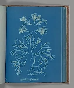 Corallina officinalis by Anna Atkins