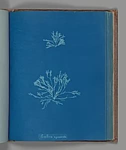 Corallina squamata by Anna Atkins