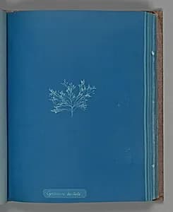 Cystoseira barbata by Anna Atkins