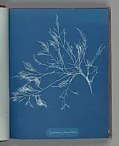 Cystoseira fæniculacea by Anna Atkins