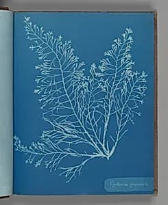 Cystoseira granulata by Anna Atkins
