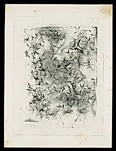 [Dandelion Seeds]