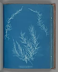 Delesseria hypoglassum by Anna Atkins