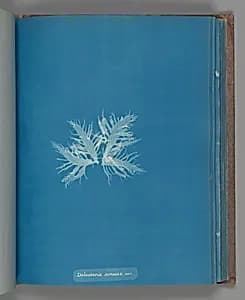 Delesseria sinvosa, var. by Anna Atkins