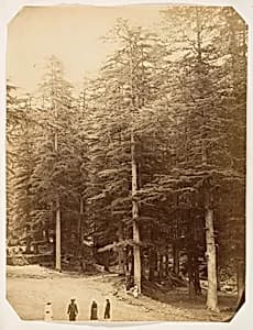 [Deodars at Annandale, Simla] by Unknown