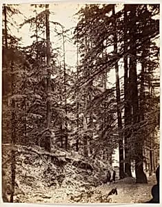 [Deodars at Annandale, Simla] by Unknown