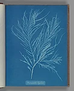 Desmarestia liqulata by Anna Atkins