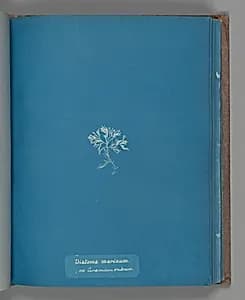 Diatoma marinum on Ceramium rubrum by Anna Atkins