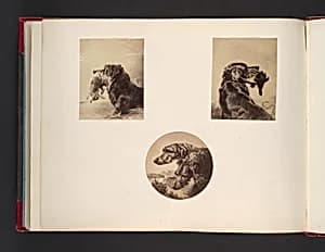 [Dogs] by John Thomson
