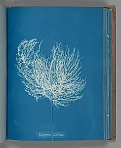 Ectocarpus distantus by Anna Atkins