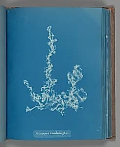 Ectocarpus Landsburghii by Anna Atkins