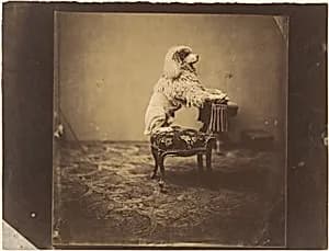 [Empress Eugénie's Poodle] by André-Adolphe-Eugène Disdéri