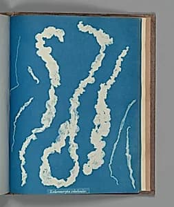 Enteromorpha intestinalis ß by Anna Atkins