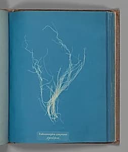 Enteromorphia compressa, ß prolifera by Anna Atkins