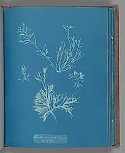 Exillaria crystallinum parasitic by Anna Atkins