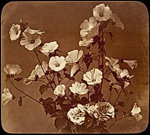 [Flower Study, Rose of Sharon] by Adolphe Braun