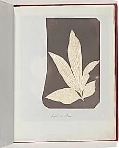 Foglia di Peonia by William Henry Fox Talbot