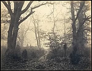 [Fontainebleau Forest]