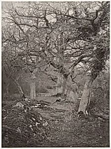 Forêt de Fontainebleau by William Harrison