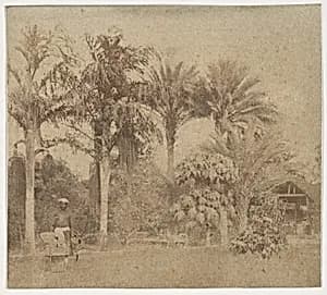 [Gardens, Government House, Allahabad] by John Constantine Stanley