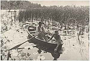 Gathering Water-Lilies by Peter Henry Emerson