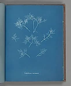 Gelidium corneum by Anna Atkins