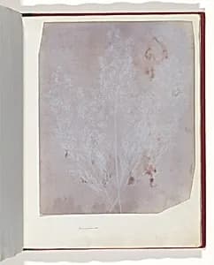 Graminacea by William Henry Fox Talbot
