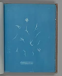 Grateloupia filicina by Anna Atkins