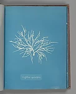Griffithsia equisetifolia by Anna Atkins
