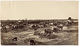 [Hatti Kana-The Elephant Camp] by Unknown