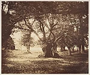 Hollow Oak Tree, Fontainebleau by Gustave Le Gray