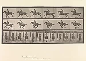 [Horse and Rider Galloping]