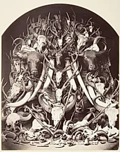 Hunting Trophies by Unknown