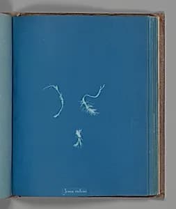 Jania rubens by Anna Atkins