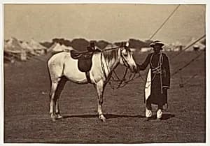 [Lady Cannings Grey Arab] by Unknown