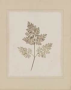 Leaf of a Plant by William Henry Fox Talbot