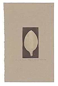 Leaf of the Foxglove by Unknown