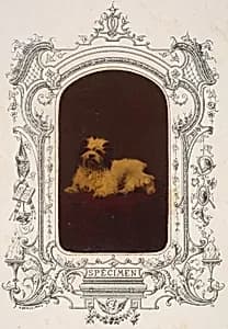 Les Chiens