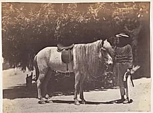 [Lord Canning's Hill Pony] by Unknown