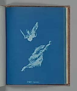 Lyngbya majuscula by Anna Atkins
