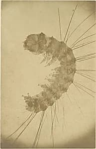 [Microscopic view of an insect] by Alois Auer