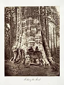 Mother of the Forest by Carleton E. Watkins