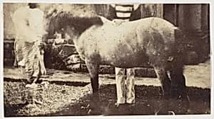 [My Pegu Pony] by Unknown