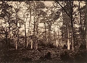 Near the Bodmer Oak, Fontainebleau