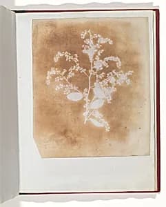 [Photogenic Drawing of a Plant] by William Henry Fox Talbot