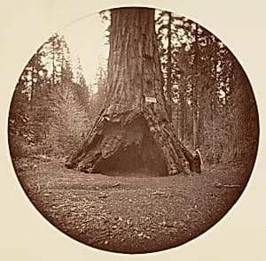 Pioneers Cabin - Calaveras Grove by Carleton E. Watkins