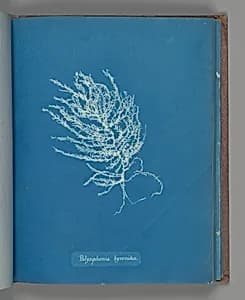 Polysiphonia byssoides by Anna Atkins