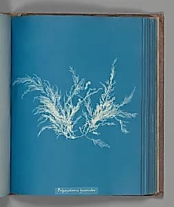 Polysiphonia byssoides by Anna Atkins