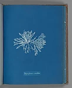 Polysiphonia cristata by Anna Atkins