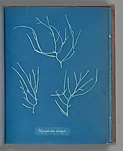 Polysiphonia elongata by Anna Atkins